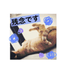 とらまろ♥スタンプpart2(敬語編)（個別スタンプ：23）