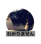 とらまろ♥スタンプpart2(敬語編)（個別スタンプ：24）
