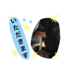 とらまろ♥スタンプpart2(敬語編)（個別スタンプ：25）