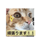 とらまろ♥スタンプpart2(敬語編)（個別スタンプ：26）