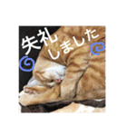 とらまろ♥スタンプpart2(敬語編)（個別スタンプ：29）