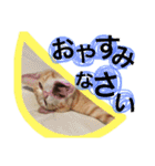とらまろ♥スタンプpart2(敬語編)（個別スタンプ：30）