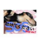 とらまろ♥スタンプpart2(敬語編)（個別スタンプ：32）