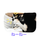 Everyday of runa2（個別スタンプ：2）