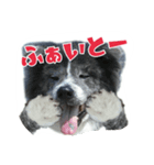 秋田犬カッツと茶羽 2（個別スタンプ：23）