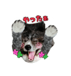 秋田犬カッツと茶羽 2（個別スタンプ：32）