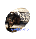 Happy dachs（個別スタンプ：1）