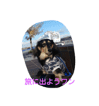 Happy dachs（個別スタンプ：2）
