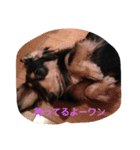 Happy dachs（個別スタンプ：4）