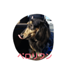 Happy dachs（個別スタンプ：5）