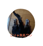 Happy dachs（個別スタンプ：6）