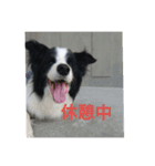 bodercollie（個別スタンプ：2）