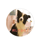 bodercollie（個別スタンプ：4）