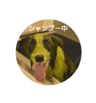 bodercollie（個別スタンプ：6）