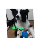 bodercollie（個別スタンプ：8）