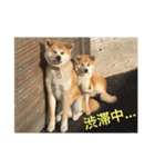 秋田犬 ポチ＆ハチ（個別スタンプ：10）