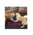 秋田犬 ポチ＆ハチ（個別スタンプ：16）