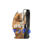 秋田犬 ポチ＆ハチ（個別スタンプ：17）