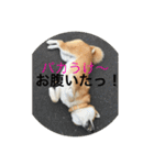 秋田犬 ポチ＆ハチ（個別スタンプ：23）