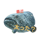 ゆみるく＆チンチラ達（個別スタンプ：1）