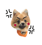 bonbon dog（個別スタンプ：1）