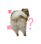 bonbon dog（個別スタンプ：2）