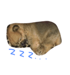 bonbon dog（個別スタンプ：4）