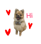 bonbon dog（個別スタンプ：5）