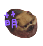 bonbon dog（個別スタンプ：6）
