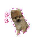 bonbon dog（個別スタンプ：7）
