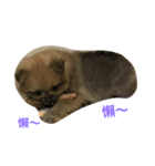 bonbon dog（個別スタンプ：8）