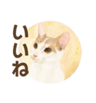 Lovely Cats +1 in The Blog（個別スタンプ：1）