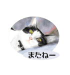 Lovely Cats +1 in The Blog（個別スタンプ：2）