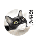 Lovely Cats +1 in The Blog（個別スタンプ：3）