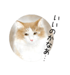 Lovely Cats +1 in The Blog（個別スタンプ：7）