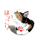 Lovely Cats +1 in The Blog（個別スタンプ：25）