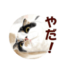 Lovely Cats +1 in The Blog（個別スタンプ：33）