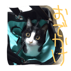 [LINEスタンプ] かわいい猫たち！顎