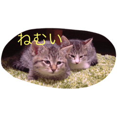 [LINEスタンプ] モカ＆ミルク