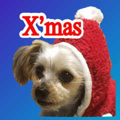 [LINEスタンプ] ヨーキー犬のクリスマス用スタンプ（英語）の画像（メイン）