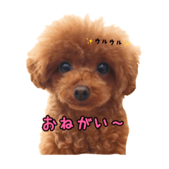 [LINEスタンプ] トイプードルおてんばチョコ②