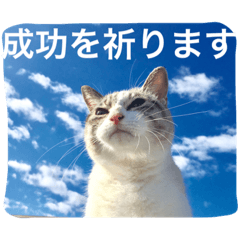 [LINEスタンプ] CATS＆SKY Messageの画像（メイン）