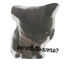 [LINEスタンプ] Cat Smaie1