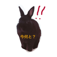 [LINEスタンプ] 黒兎銀さん