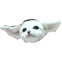 [LINEスタンプ] cute fennec fox