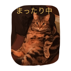 [LINEスタンプ] でぶねこがっちゃん