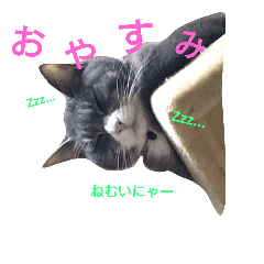 [LINEスタンプ] My cute cats2017