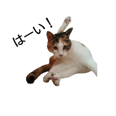 [LINEスタンプ] 三毛猫のミケちん