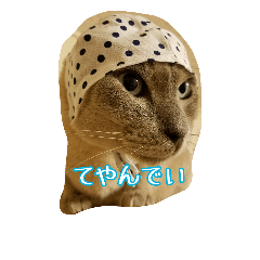 [LINEスタンプ] Tonkinese Cat Tom 5