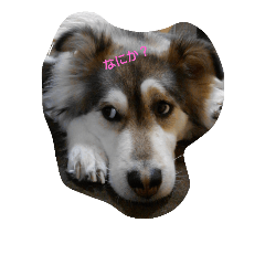 [LINEスタンプ] もふもふの雑種犬ここ